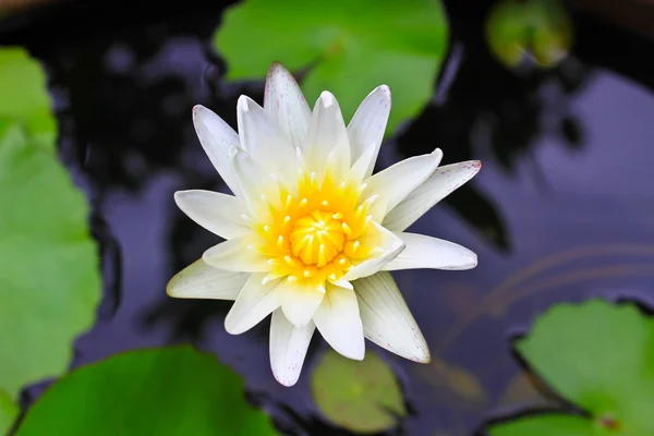 Floare de lotus alb — Fotografie, imagine de stoc