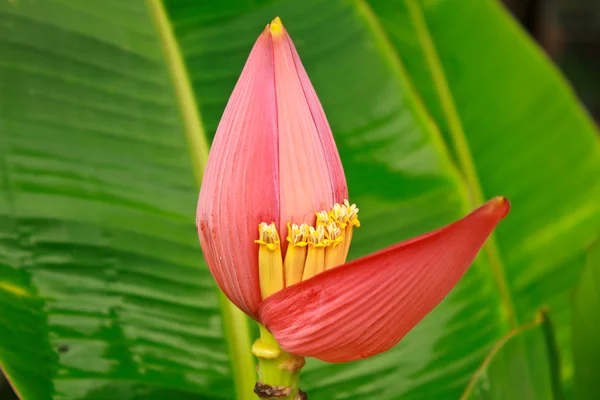 Banana Ornamental — Stock Photo, Image