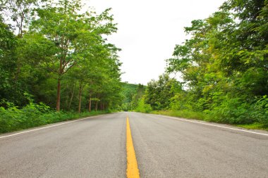 orman yolu