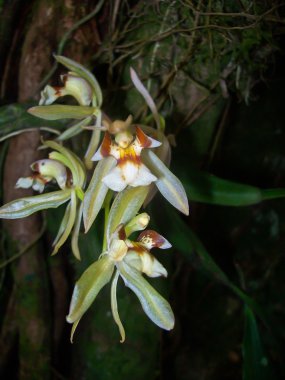 yabani orkide Tayland orman
