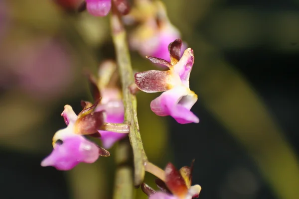 Orchidee selvatiche in foresta della Thailandia — Foto Stock