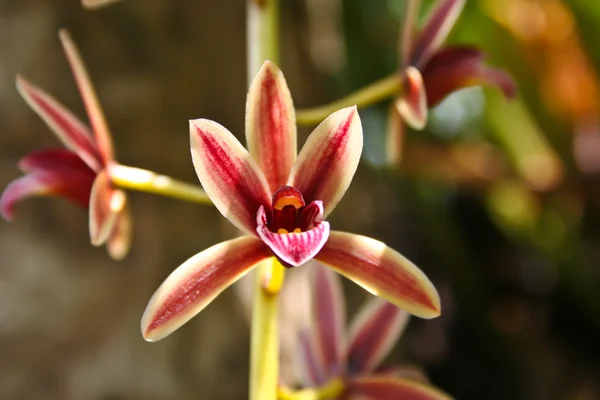 Wilde orchideeën in bos van thailand — Stockfoto