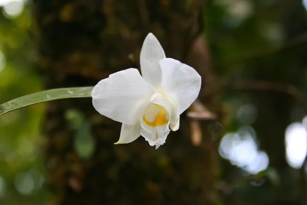 在泰国森林中的野生兰花 — 图库照片