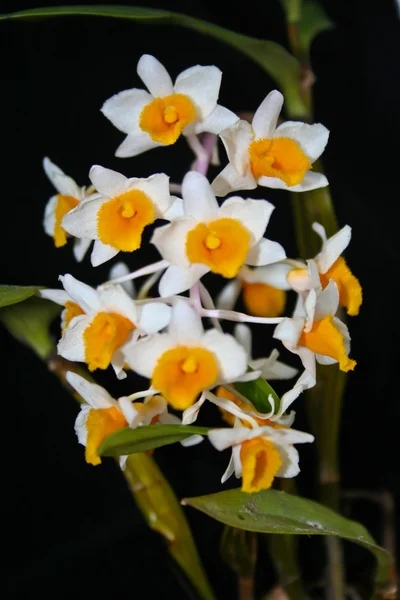 Yabani orkide Tayland orman — Stok fotoğraf