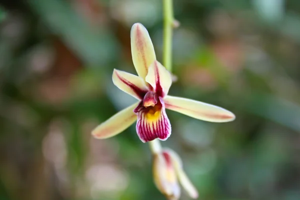 Orquídeas selvagens na floresta da Tailândia — Fotografia de Stock