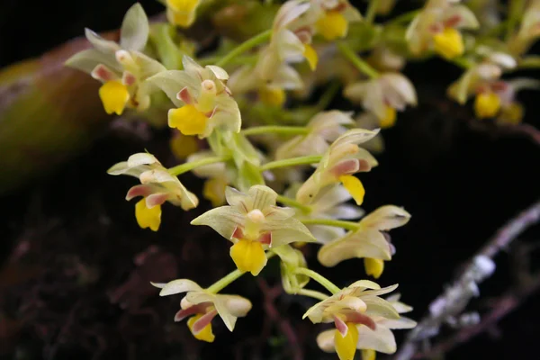 Orquídeas silvestres en el bosque de Tailandia —  Fotos de Stock