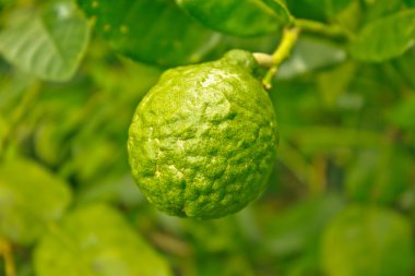 Bergamot meyve