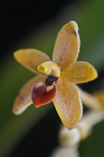 Orchidee selvatiche in foresta della Thailandia — Foto Stock