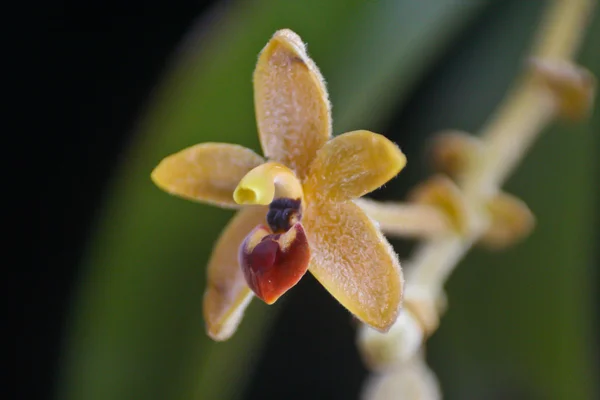 Wilde Orchideen im thailändischen Wald — Stockfoto