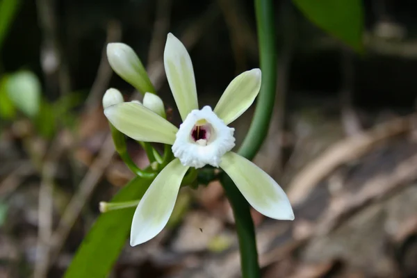 Wilde orchideeën in bos van thailand — Stockfoto