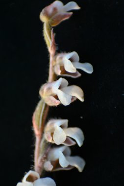 yabani orkide Tayland orman