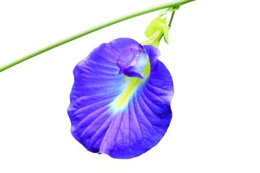 beyaz zemin üzerine clitoria ternatea veya kelebek bezelye çiçeği