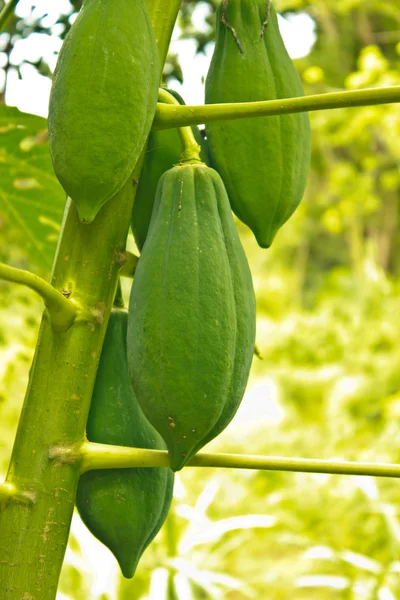 Papaya — Stock Photo, Image