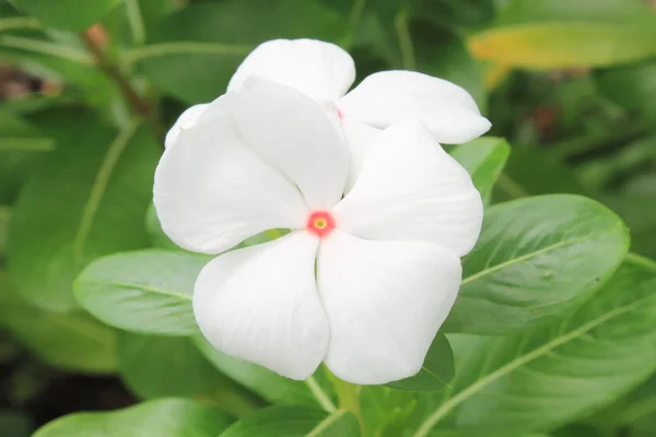 Flor de vinca —  Fotos de Stock