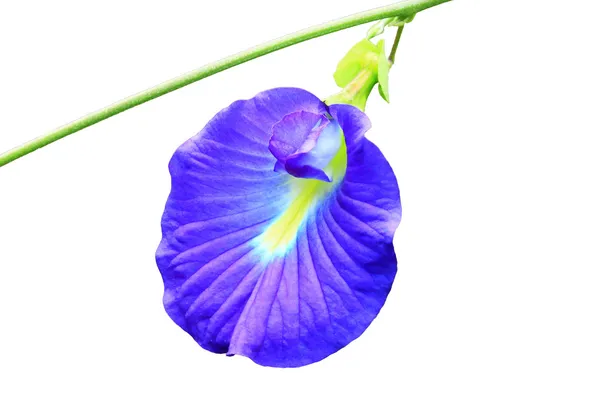 Clitoria ternatea ou flor de ervilha borboleta no fundo branco — Fotografia de Stock