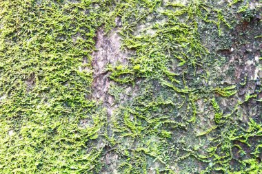 Ağaç gövdesinde yeşil yosun