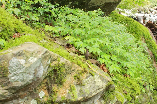 Stenar med grön mossa och träd i skogen — Stockfoto