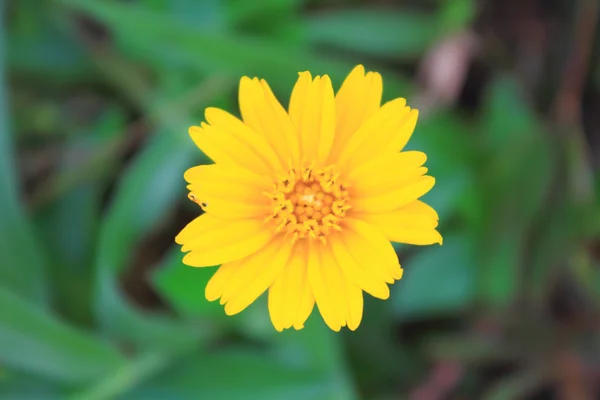 Wedelia trilobata, fiore giallo — Foto Stock