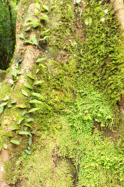 Groen mos op de stam van de boom — Stockfoto