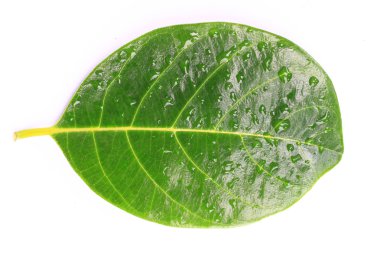izole üzerinde beyaz arka plan ile yeşil yaprak düşer