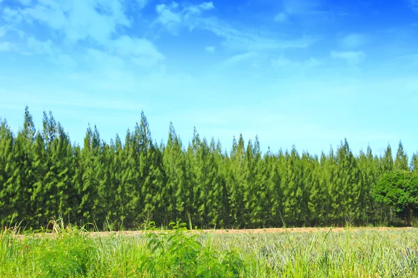 Forêt de pins d'été sur fond de ciel — Photo