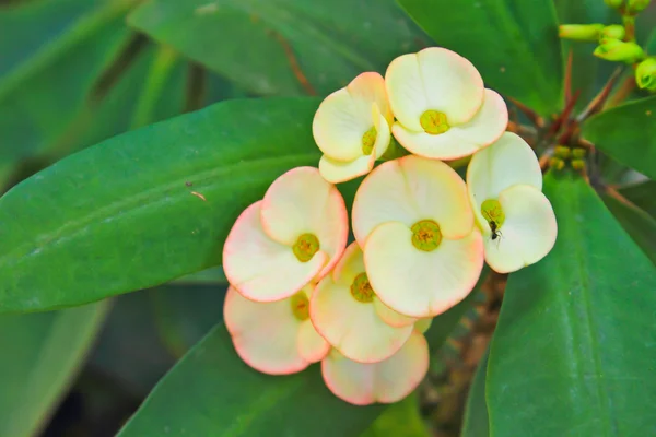 Цветок желтого христа (Euphorbia milli Desmoul) ) — стоковое фото