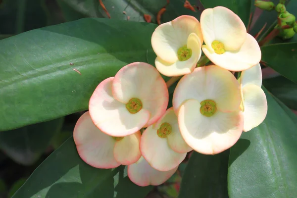 Flor de Espina Cristo Amarillo (Euphorbia milli Desmoul ) —  Fotos de Stock