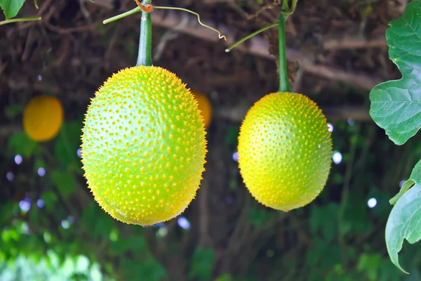 GAC owoców, dziecko jackfruit, kolczaste Gurda gorzki, słodki grourd lub c — Zdjęcie stockowe