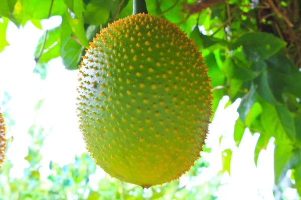 GAC frukt, baby jackfrukter, taggig bitter jättepumpa, söta grourd eller c — Stockfoto