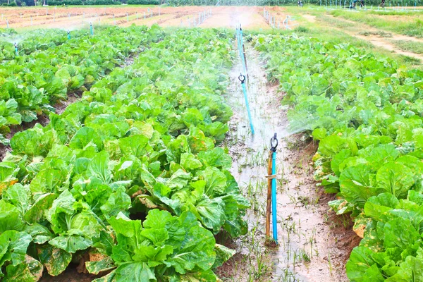 Campo de hoja verde y cultivos de lechuga que crecen en hileras en una granja —  Fotos de Stock