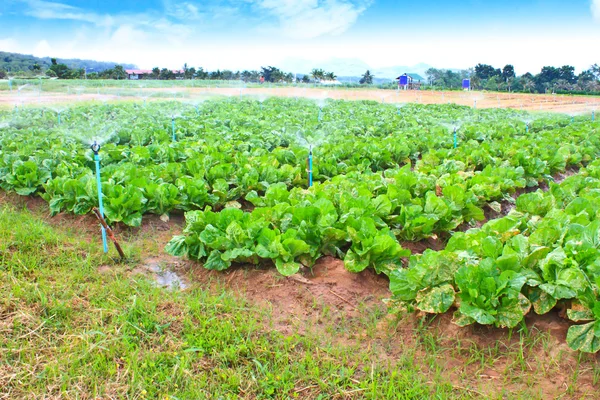 Campo de hoja verde y cultivos de lechuga que crecen en hileras en una granja —  Fotos de Stock