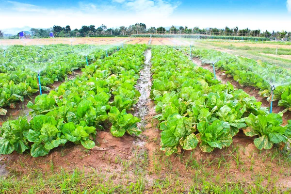 Ladang daun hijau dan daun selada tumbuh dalam baris di sebuah peternakan — Stok Foto