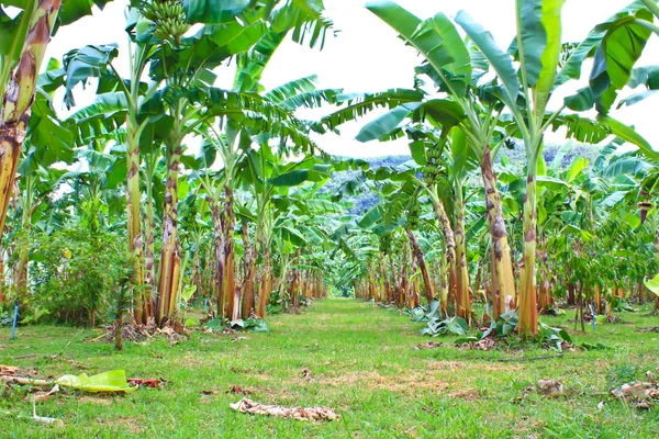 Plantacje bananów zielonych w prowincji phetchaburi, Tajlandia — Zdjęcie stockowe