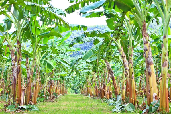Plantações de bananas verdes na província de Phetchaburi, Tailândia — Fotografia de Stock