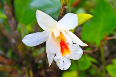yabani orkide Tayland orman