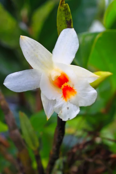 Wilde Orchideen im thailändischen Wald — Stockfoto