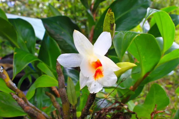 Wilde orchideeën in bos van thailand — Stockfoto