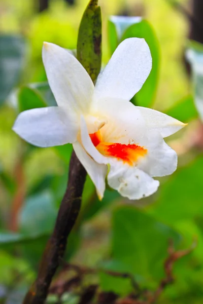 Orquídeas selvagens na floresta da Tailândia — Fotografia de Stock