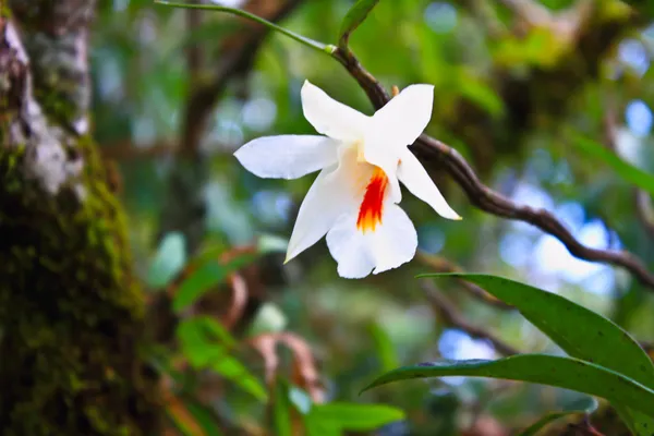Divoké orchideje v lese v Thajsku — Stock fotografie