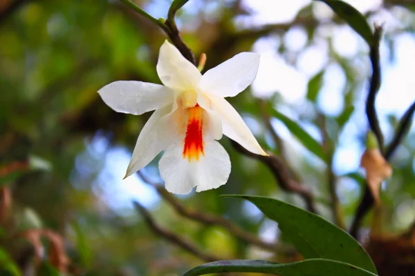 Orquídeas silvestres en el bosque de Tailandia — Foto de Stock