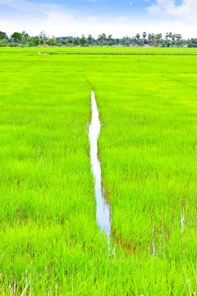 Reisfeld mit blauem Himmel — Stockfoto