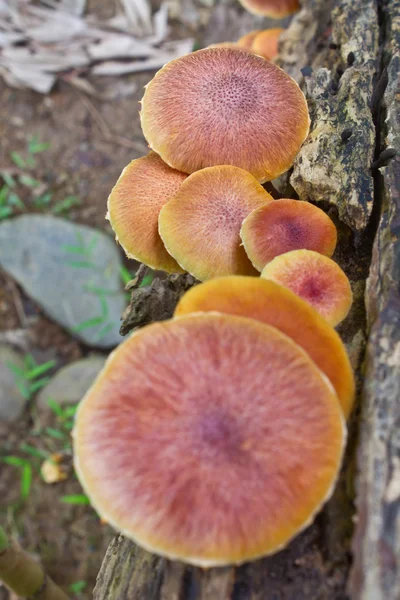 Setas que crecen en un árbol vivo en el bosque —  Fotos de Stock