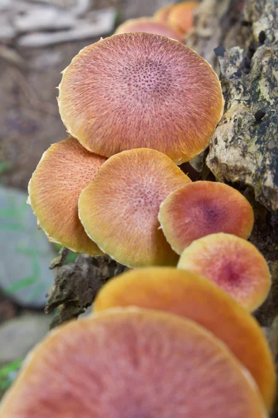 Setas que crecen en un árbol vivo en el bosque —  Fotos de Stock