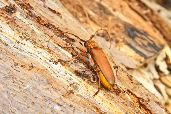 Long Horned Beetle on tree — Stock Photo, Image