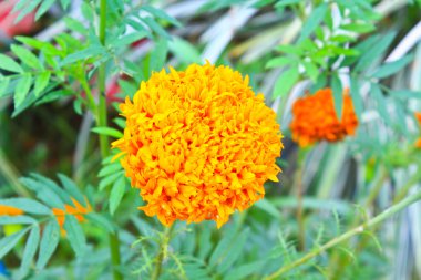 Marigold çiçek alanı