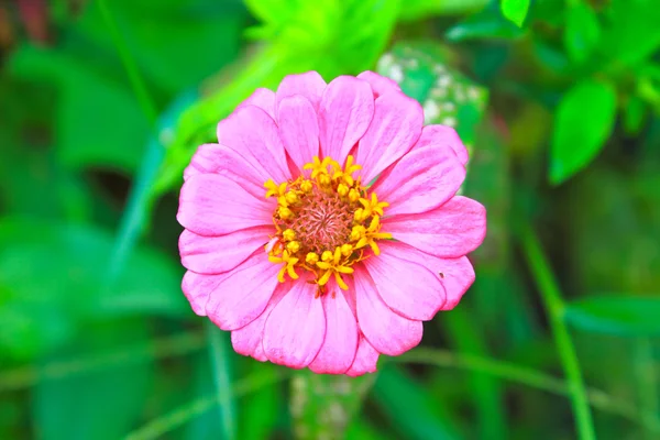 Pink Zinnia elegans in field — Stock Photo, Image