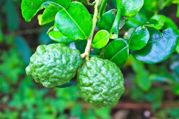 Sanguijuela o frutos de bergamota en el árbol —  Fotos de Stock