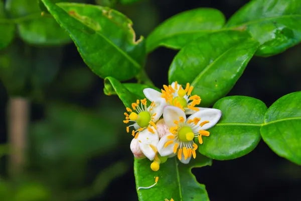 Flor de frutos de bergamota em árvore — Fotografia de Stock