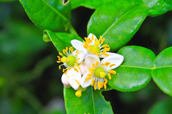 Flor de frutas de bergamota en el árbol — Foto de Stock