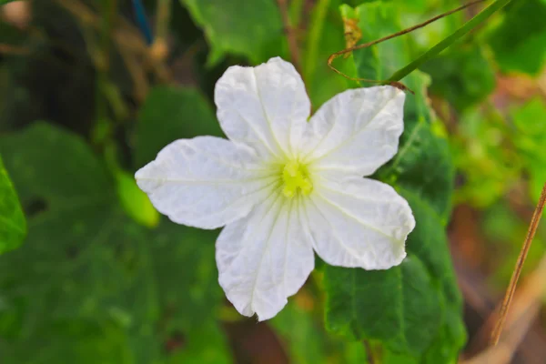 Ivy Gourd fiore — Foto Stock